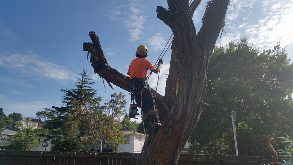 Tree Felling, Tree Removal, Hedge Trimming, Branch Pruning, Stump Grinding, Mulching, Waitakere and Auckland Region.