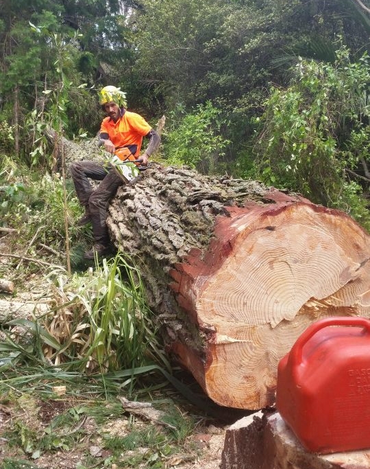 West auckland Tree Services. Auckland’s leading tree removal specialists. Operating in the Waitakere, West Auckland region