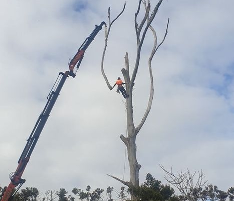 Tree removal specialists. Waitakere, Auckland region.