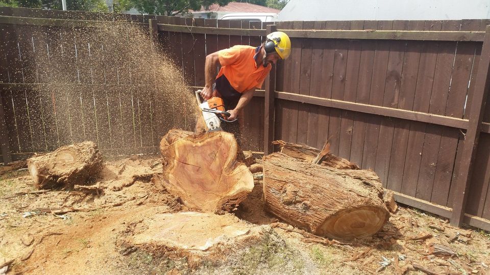 Tree removal, in Waitakere, and through out the Auckland region