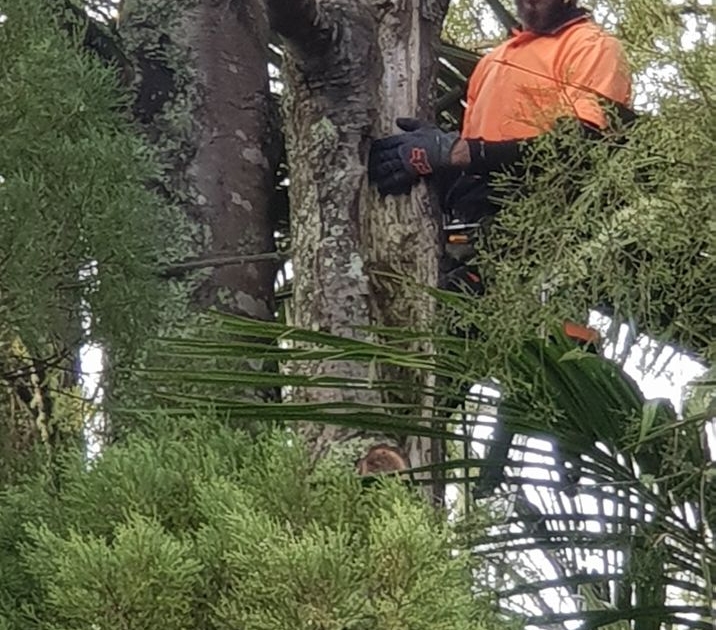 For all tree pruning, removal, felling, hedge trimming, stump removal, mulching and chipping, this crew is here to do the job efficiently, safely, cost-effectively, and tidily with zero stress and minimal risk.