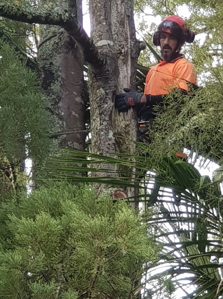 For all tree pruning, removal, felling, hedge trimming, stump removal, mulching and chipping, this crew is here to do the job efficiently, safely, cost-effectively, and tidily with zero stress and minimal risk.