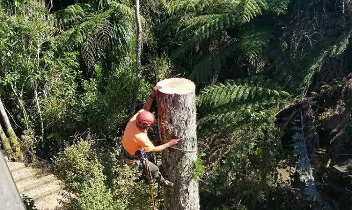 Tree Removal Company Auckland Region. Zen Arbor Care