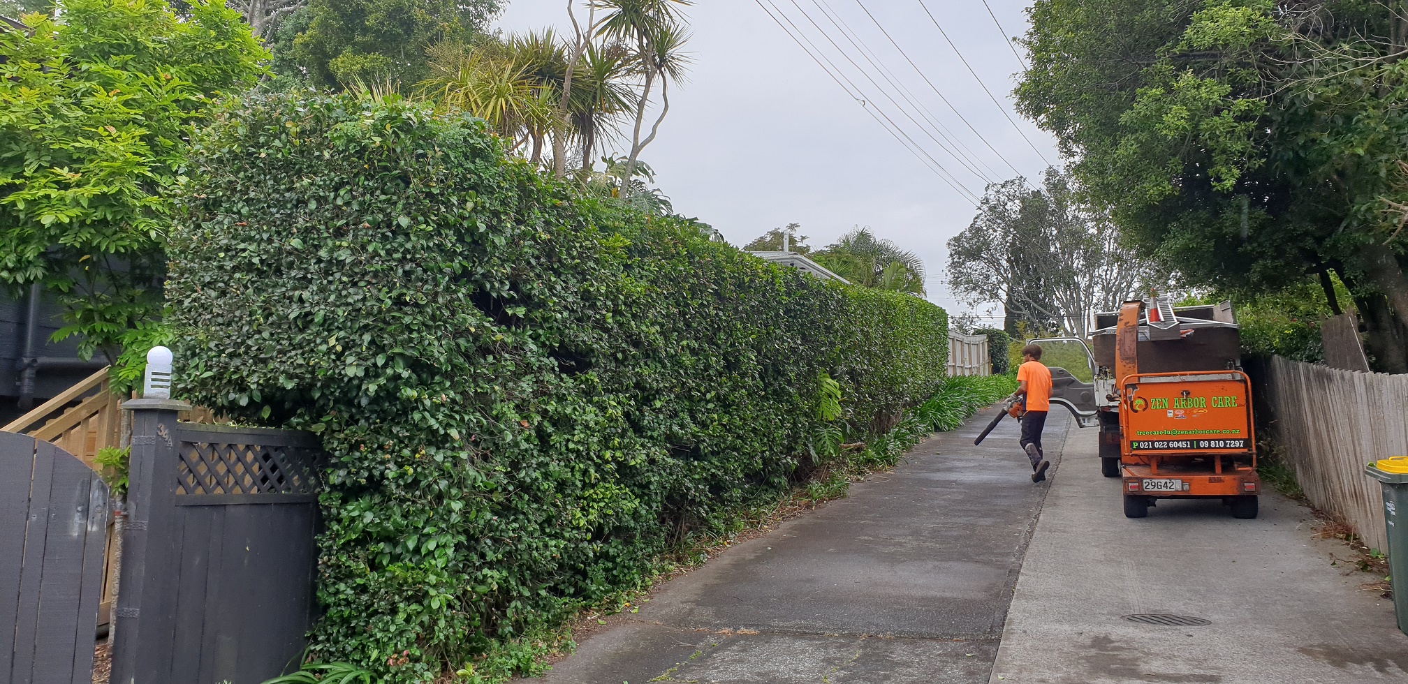 Hedge Work Waitakere Auckland. Zen Arbor Care for all Hedge work.